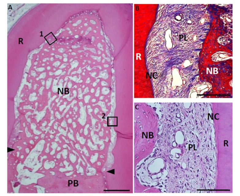 Fig. (10)