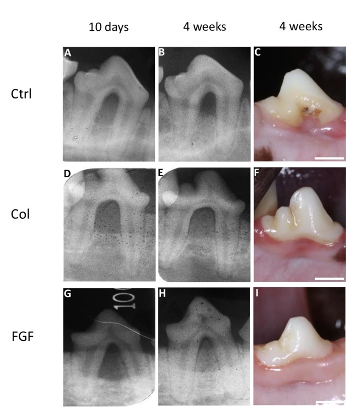 Fig. (4)