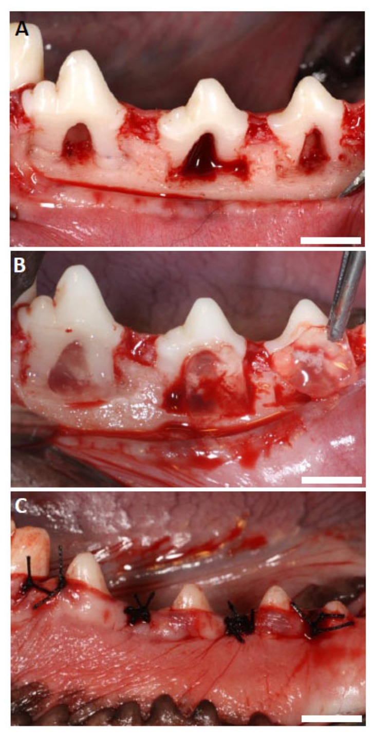 Fig. (2)