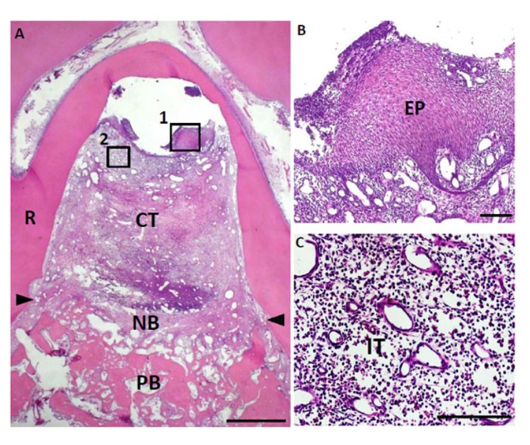 Fig. (5)