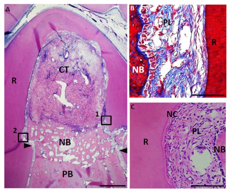 Fig. (8)