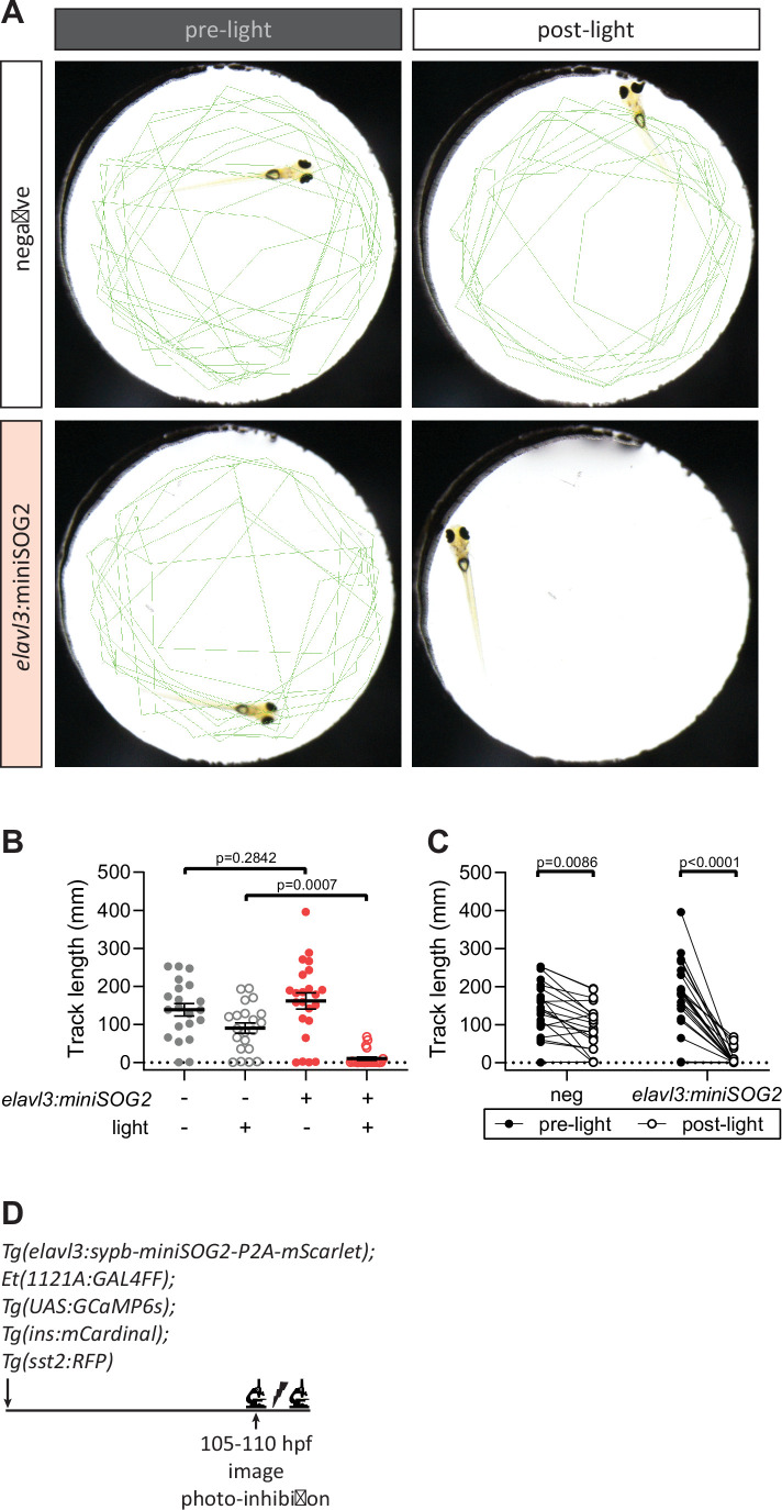 Figure 5—figure supplement 1.