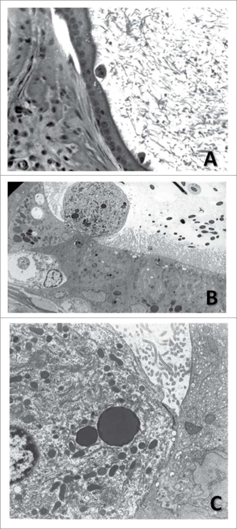 Figure 7.