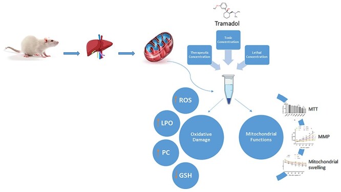 Graphical Abstract