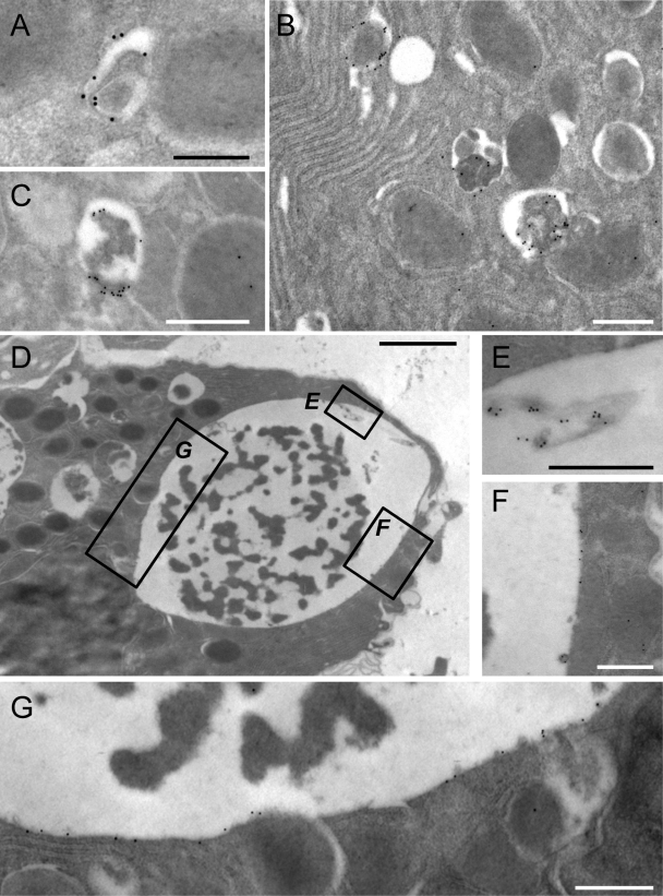 FIG. 7.