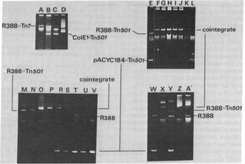 graphic file with name pnas00440-0071-a.jpg