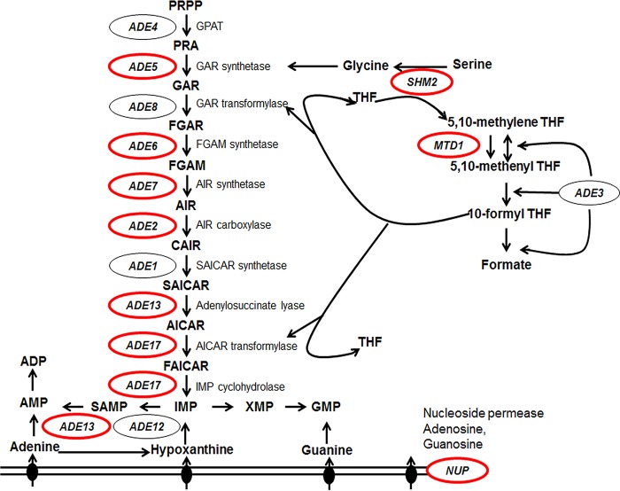 FIG 1 