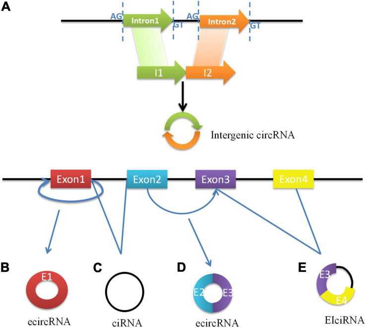 FIGURE 1