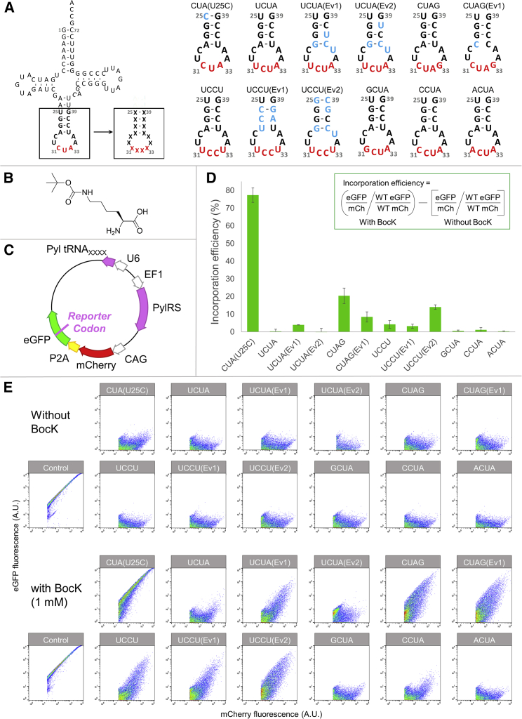 Figure 2