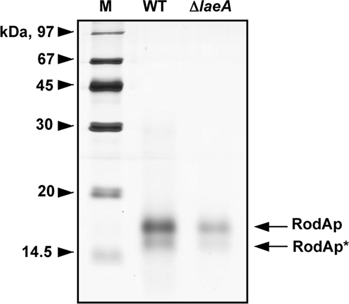 FIG. 5.