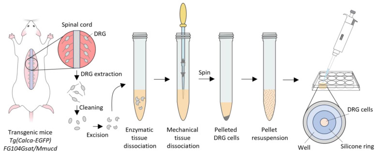 Figure 13