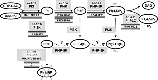 Fig. 7.