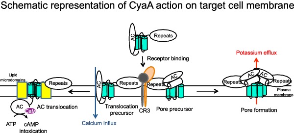 Graphical Abstract Figure.