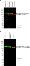 Figure 1—figure supplement 1.