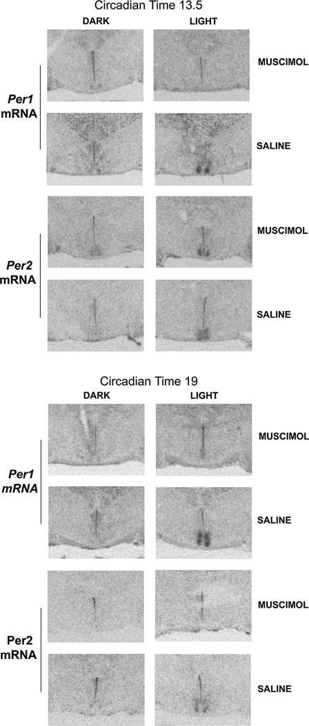 Fig. 12