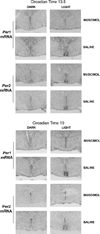 Fig. 12