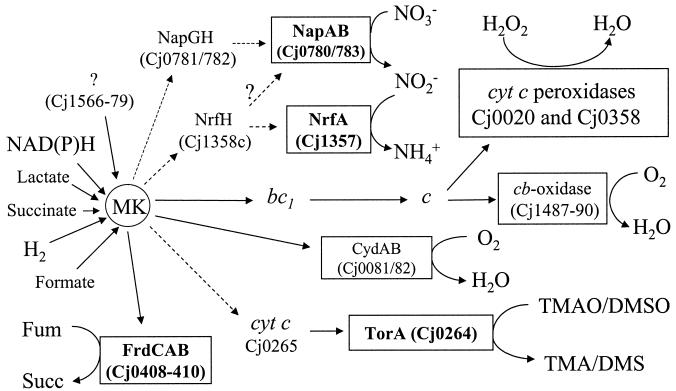 FIG. 1.