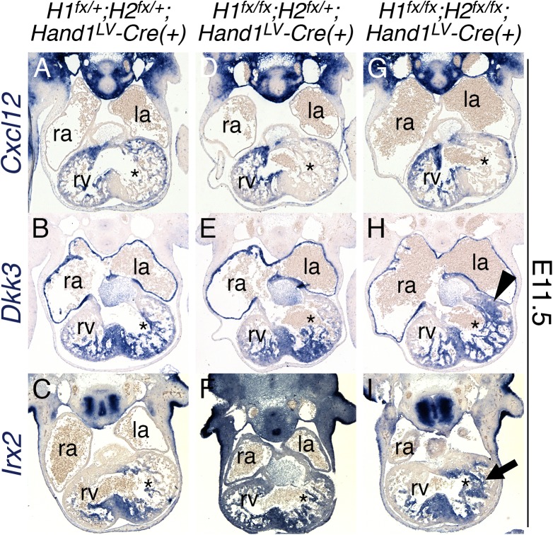 Fig 6