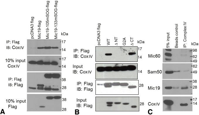 Fig. 8.