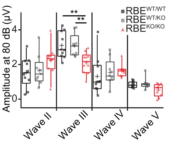 Figure 8—figure supplement 1.