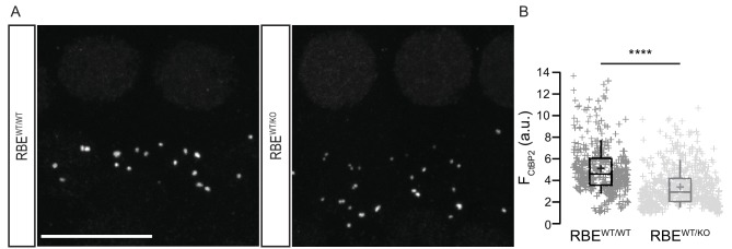 Figure 1—figure supplement 1.