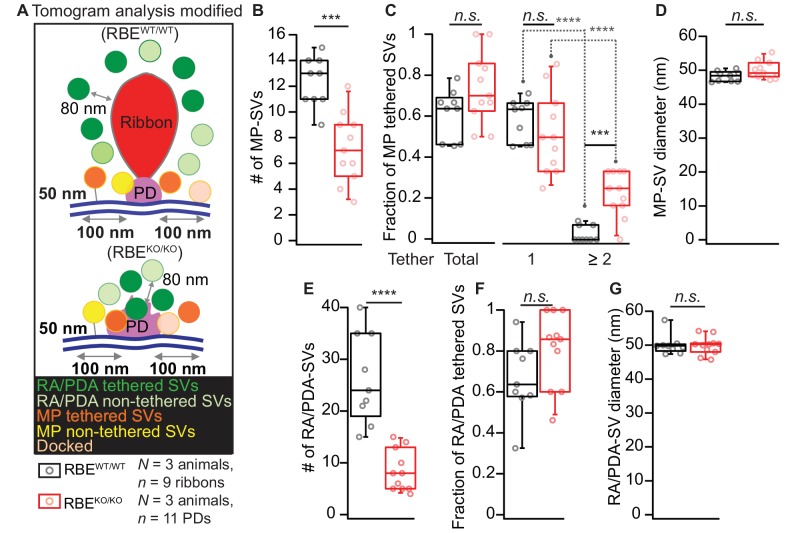 Figure 3—figure supplement 1.