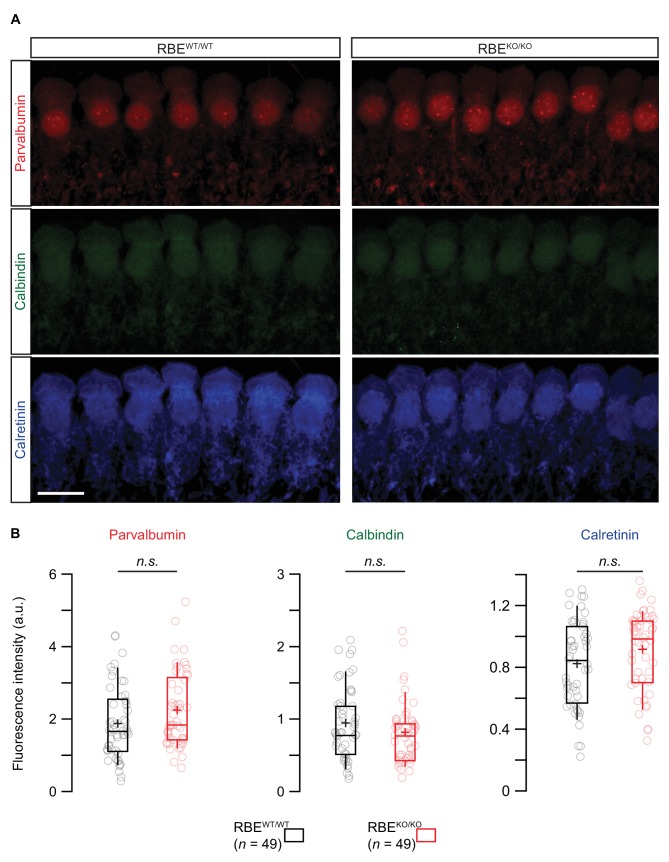 Figure 6—figure supplement 1.