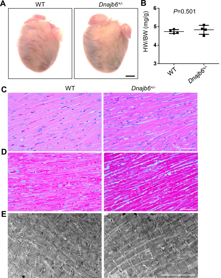 Figure 4—figure supplement 1.