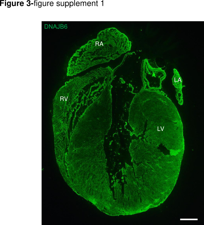 Figure 3—figure supplement 1.