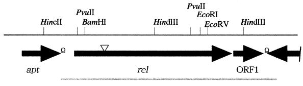 FIG. 1.