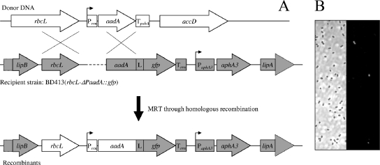 FIG. 1.