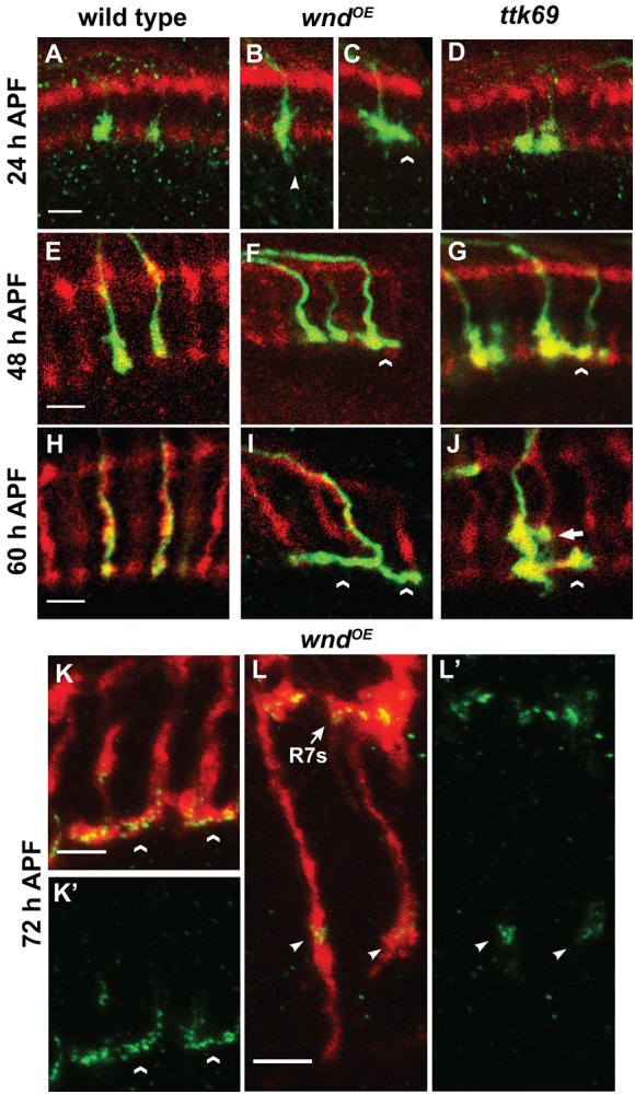 Fig. 4.