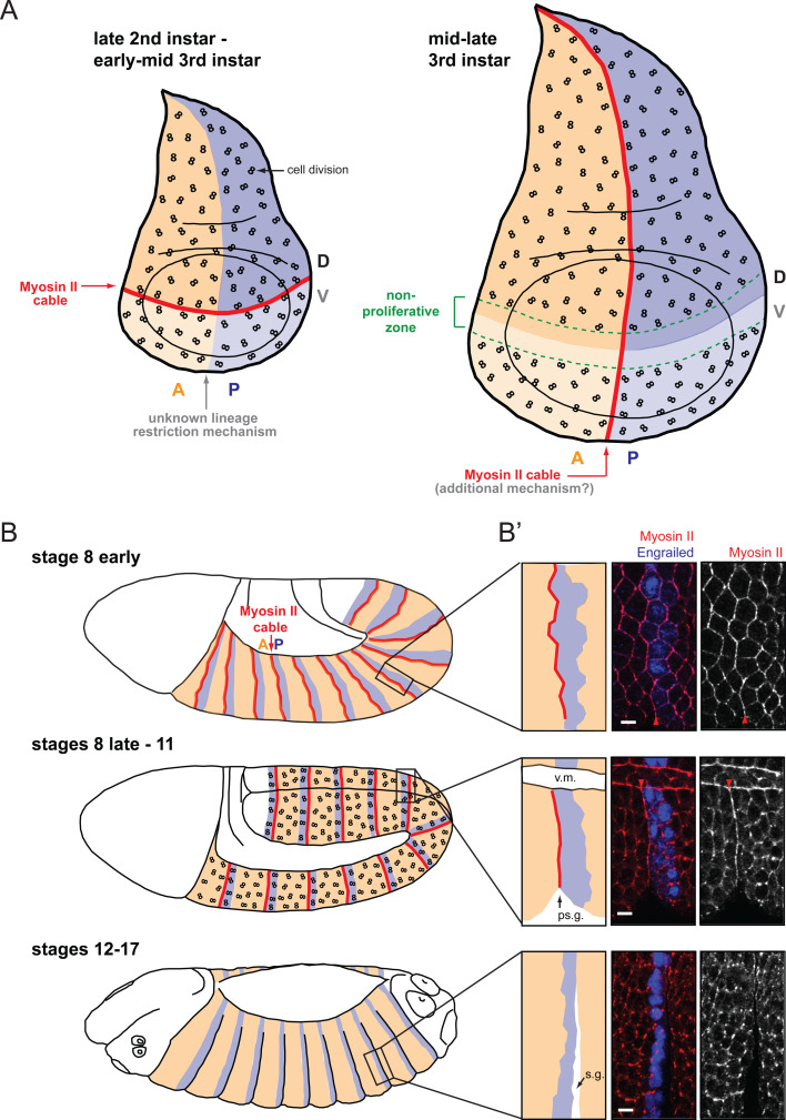 Fig. 2a–b′