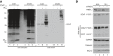 Figure EV3