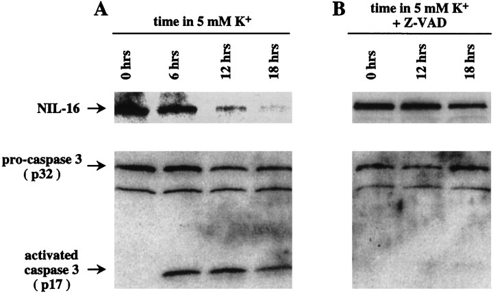 Fig. 8.