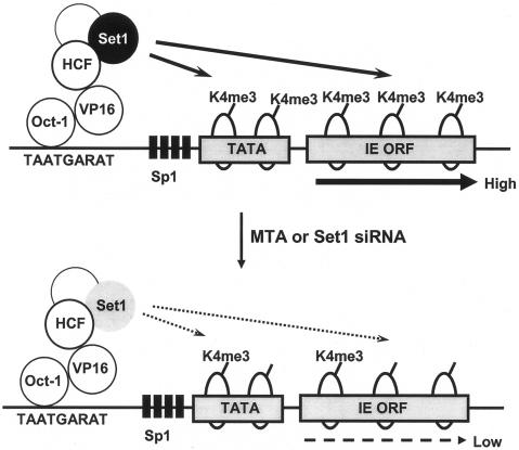 FIG. 7.