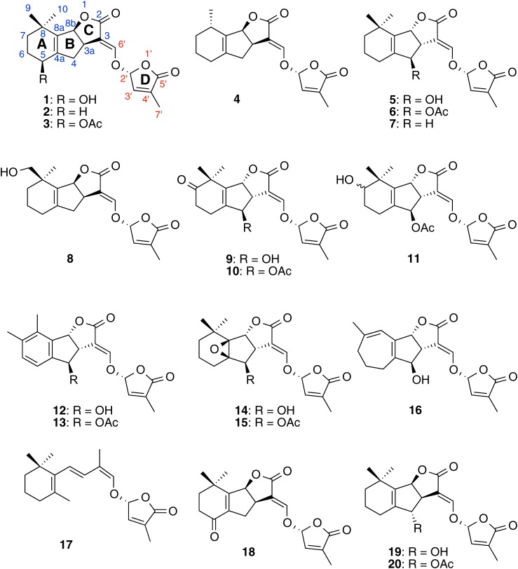 Fig. 1. Structures of canonical strigolactones and carlactone.