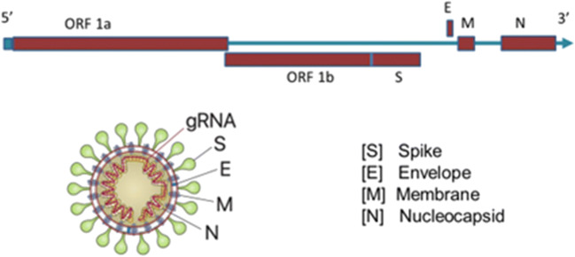 Fig. 1