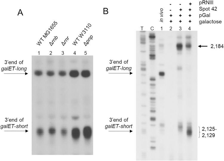 Fig 5