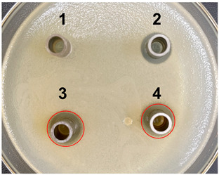 graphic file with name microorganisms-11-02371-i001.jpg