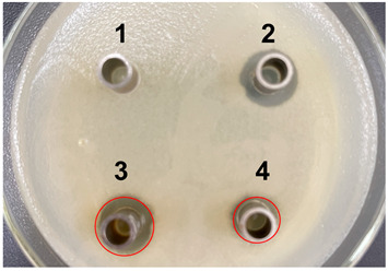 graphic file with name microorganisms-11-02371-i002.jpg