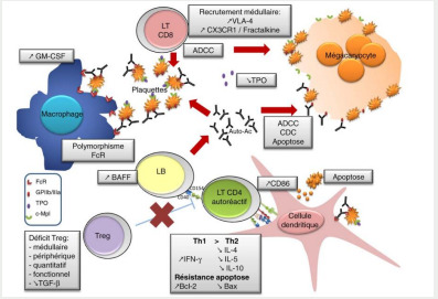 
Figure 1. physiopathologie du PTI; (Référence :Audia et al, Rev Med
Int 2011)
