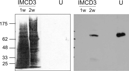 Figure 1.