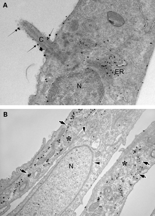 Figure 4.