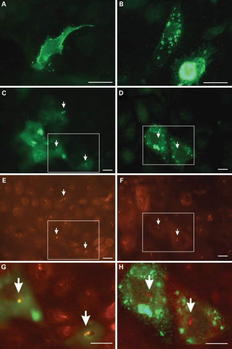 Figure 5.