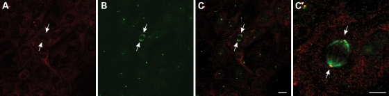 Figure 7.