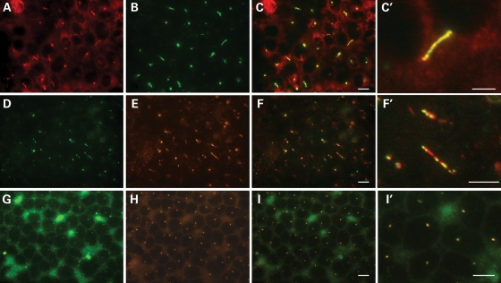 Figure 3.