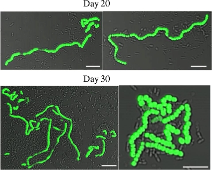 FIG. 4.