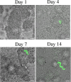 FIG. 7.