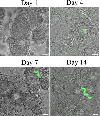 FIG. 7.